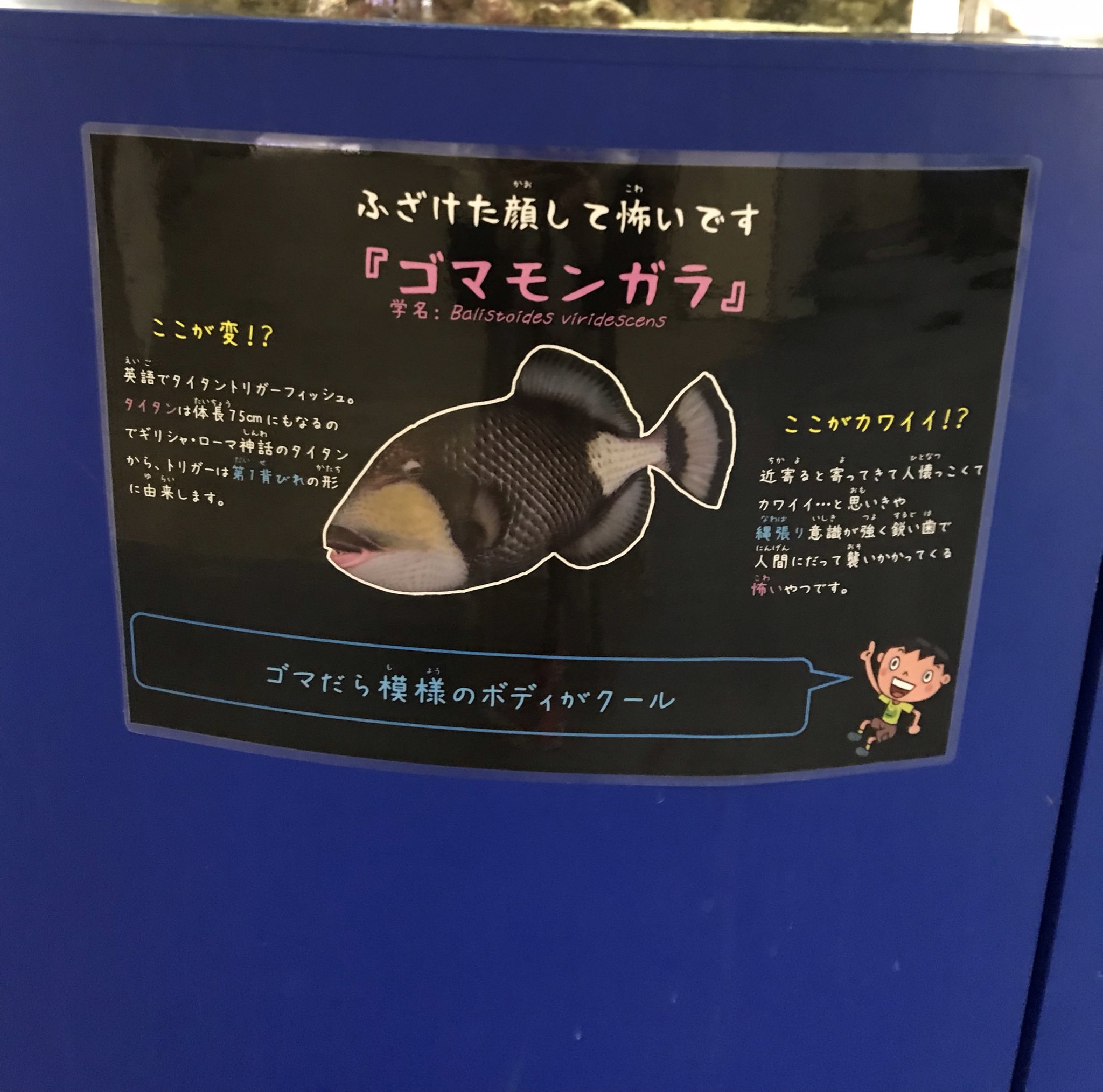 تويتر うみ على تويتر 名古屋港水族館 で開催中の友永たろ作品展 Vimytaro を見にきました いきいきと鮮やかで可愛く個性的なお魚の命いっぱいの作品たち 入り口ではゴマモンガラがホスト役をおつとめに 歯が 歯が T Co Gmfln3kqnr