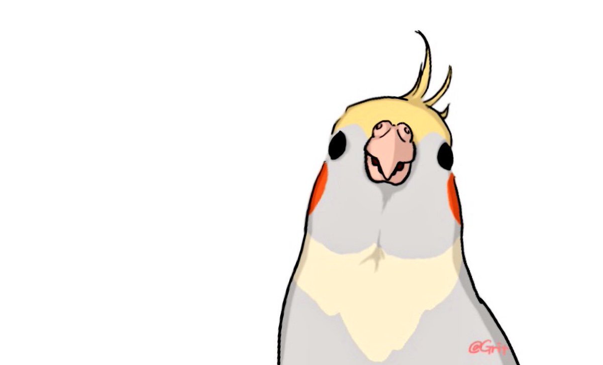 Grit 前に描いたつみき つみきの正面顔が好きなんだよねw オカメインコ インコ 鳥 小鳥 インコイラスト オリジナルイラスト インコ好き 小鳥好き