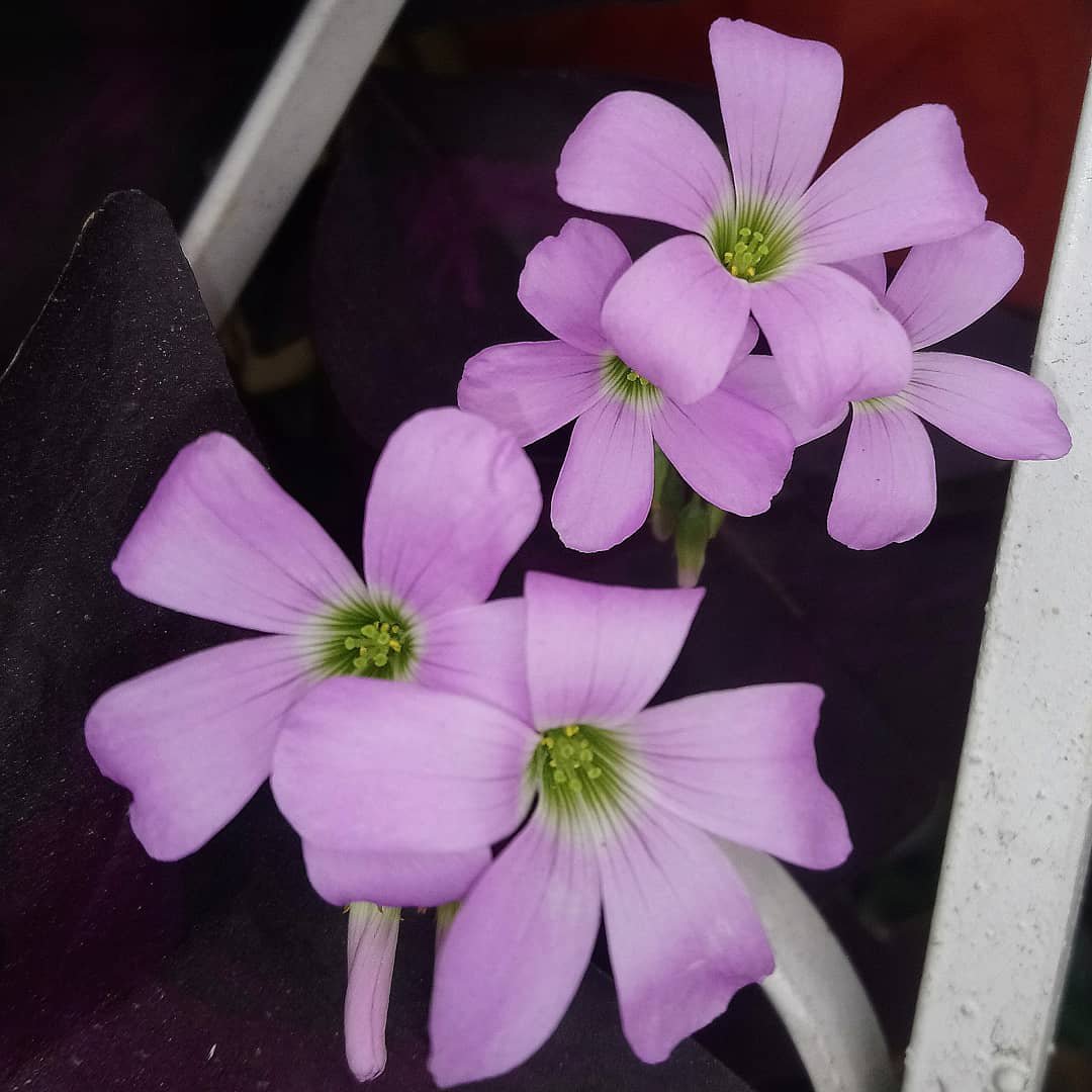 rangeljuanc's tweet photo. #Oxalis triangularis y sus lindas #flores 🤩 😍🌸 #Guayaquil #Ecuador #flora #naturaleza
#nature #flor #flower #NaturePhotography #floreslindas #florescoloridas #trébol #tréboles #trébolmorado #oxalistriangularis #triangeloxalis #oxalis_triangularis #photooftheday #photographers https://t.co/NBBL4AHV44