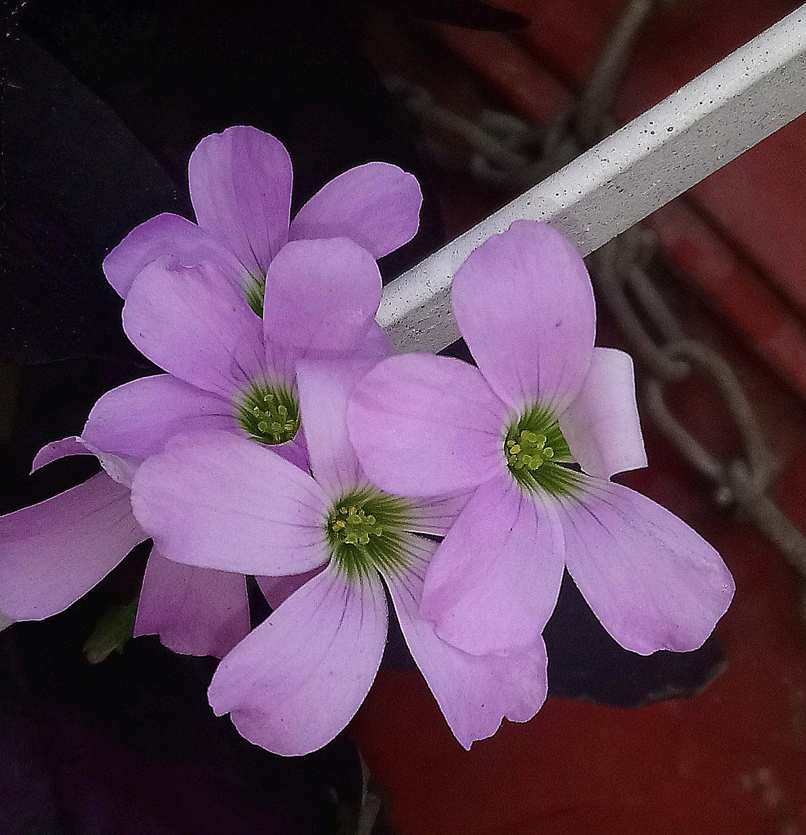 rangeljuanc's tweet photo. #Oxalis triangularis y sus lindas #flores 🤩 😍🌸 #Guayaquil #Ecuador #flora #naturaleza
#nature #flor #flower #NaturePhotography #floreslindas #florescoloridas #trébol #tréboles #trébolmorado #oxalistriangularis #triangeloxalis #oxalis_triangularis #photooftheday #photographers https://t.co/NBBL4AHV44