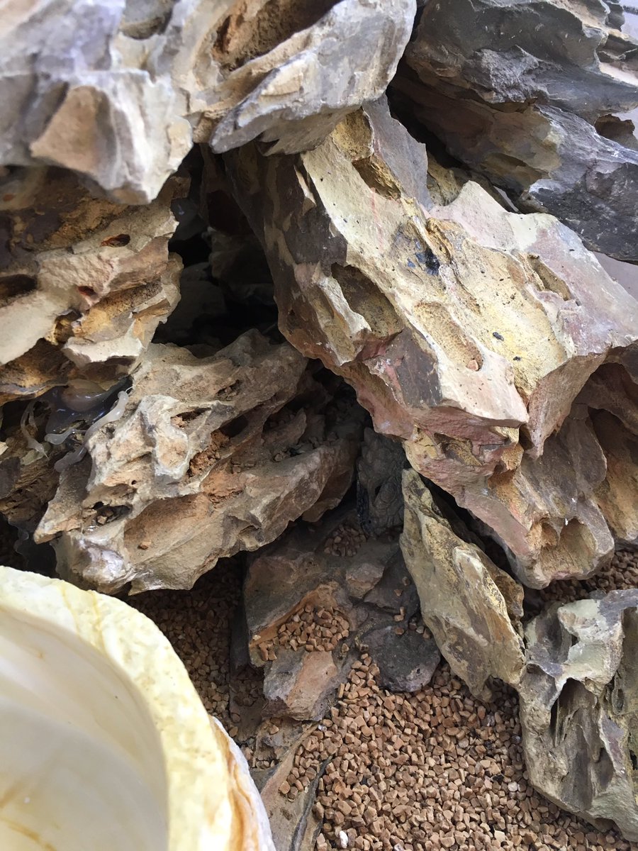 アルまじろーくん Ar Twitter 大阪boにて 流木購入 早速 前回外した岩壁の修復も兼ねて導入 今回からは飼育し易さより環境再現に力を入れてレイアウト 体重も 順調だし 問題ない限りはこのレイアウト維持したいなー アルマジロトカゲ 大阪ブラックアウト