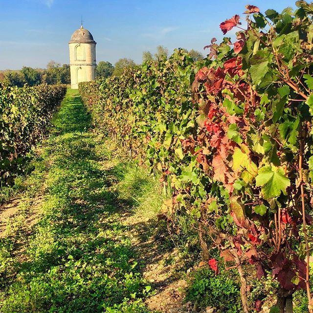 Fall colors at @chateaudeportets . After the harvest, the colors of #autumn #chateaudeportets #gironde #bordeaux #porteouverte #liveyourpassion #explore #wine #vin #graves #aocgraves #france #igersgironde