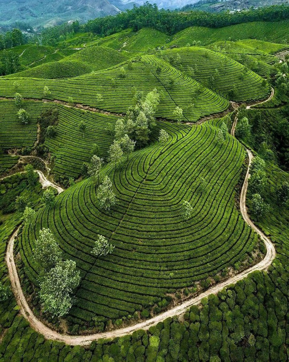 VimalVi24404469's tweet photo. #munnar #visitmunnar #elephantarrivalspot #elephantsafari #mattupetty #chinnarwildlife #keralatourism #exploremunnar #munnarislive #munnnarisback #keralaisback #comeoutandplay https://t.co/cHS5VQaMfz