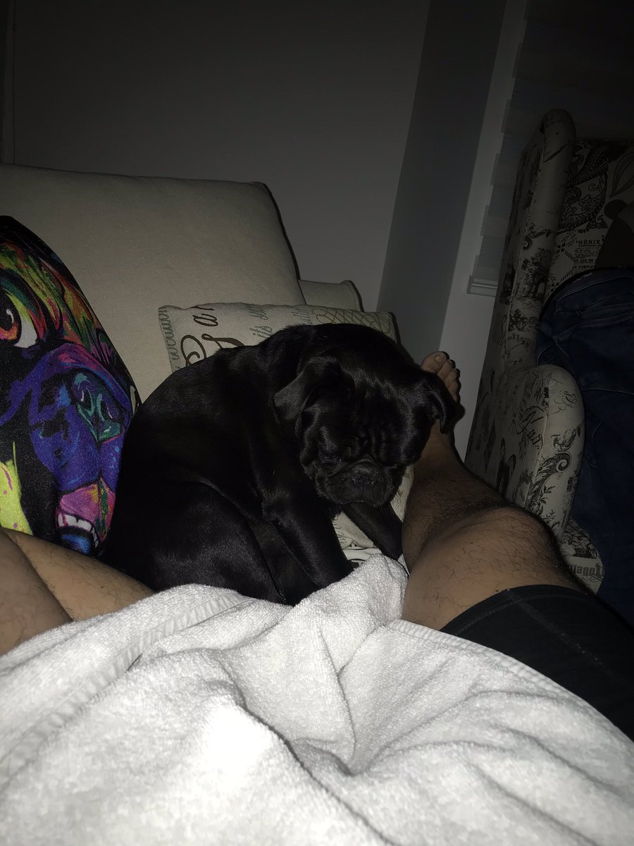 Raul_Roma's tweet photo. Te amo @OdeRuiz atte: @Jackson_Roma 🐶 https://t.co/TNcqPb9sdm