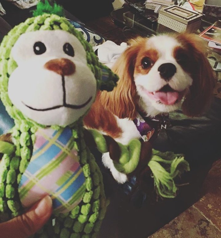 NoeleMahone's tweet photo. Happy with the gifts 🐶 https://t.co/mrLtSyFjZe