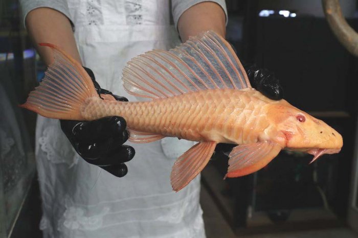 巨大アルビノセルフィンプレコ