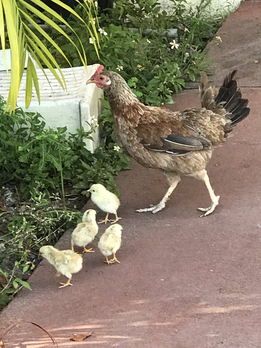 rimongolozo's tweet photo. So walking to party hall and what do i see #LivePD and she forgot the ugly one so i helped him along! #OnlyInMiami #PrettyUglyChick #WaitForMeMom https://t.co/4yHTuRpahH