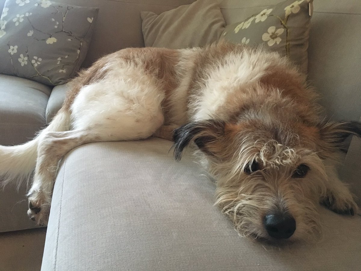 leggy_hound's tweet photo. Just hanging around #SundayMotivation #sofasnoozing https://t.co/8yKrbVkDDh
