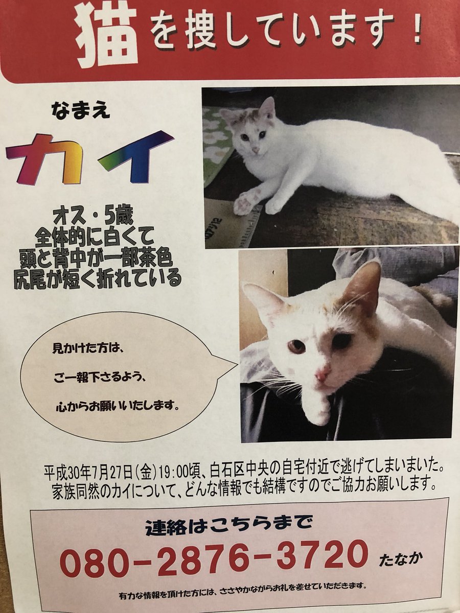 すべての動物画像 エレガント札幌 動物 管理 センター 猫