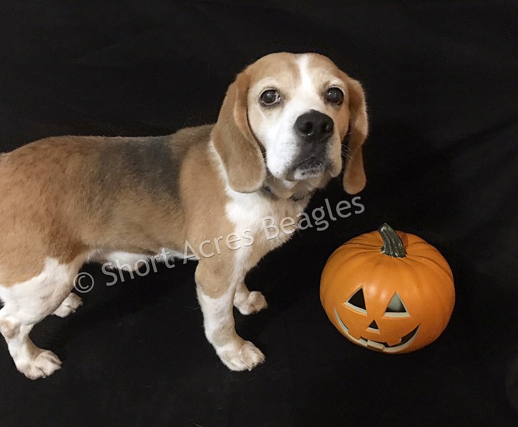 Happy Howl-o-ween from Riplie! 🎃 🐶 #beagle #beaglesofinstagram #beagleboy #halloweenbeagle #happyhalloween #happyhowloween #shortacresbeagles