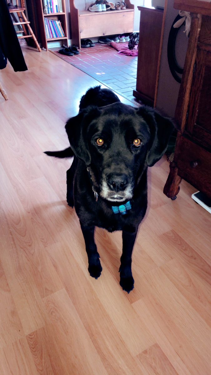 haycrock's tweet photo. i literally just miss my best friend. my good boy. my tonka truck. #riptonka https://t.co/I4bUHlvvJ3