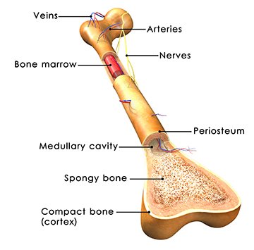 Research into #PEMF therapy is changing medicines approach to bone healing # #fracturehealing #bonerepair goo.gl/Jlzwzx
#pemftech