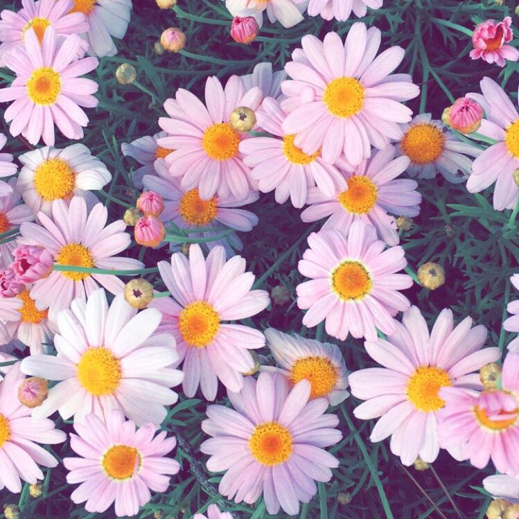 yhingmindshop's tweet photo. F l o w e r s . 🌸 https://t.co/N1HDoW0ysp