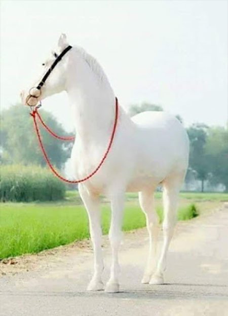 BNODAH1's tweet photo. #الاجواء_الحلوه
حمائم وديع
وعيونك الجميله
انا بها اضيع
سيدتي انتي
الدنيا والجميع
هل احبك
لست كذلك
فانتي اجمل
واجمل من
تلك الينابيع
هل اعشقك
لست كذلك
فانتي اكمل
واكمل من
زهور الربيع
فهل تحبيني؟
لست كذلك
فاني حمائم وديع
التي في عيونك
اضيع دون توديع https://t.co/Bv8ZqC85On