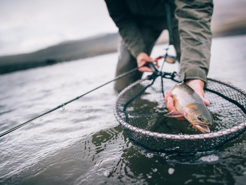 Sleepy_Fish_'s tweet photo. Share if you find it terrific!

#summer #fishon https://t.co/VeHLB2bikx