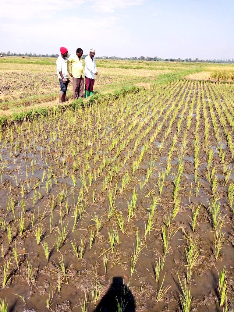 IFDC Uganda tweet media