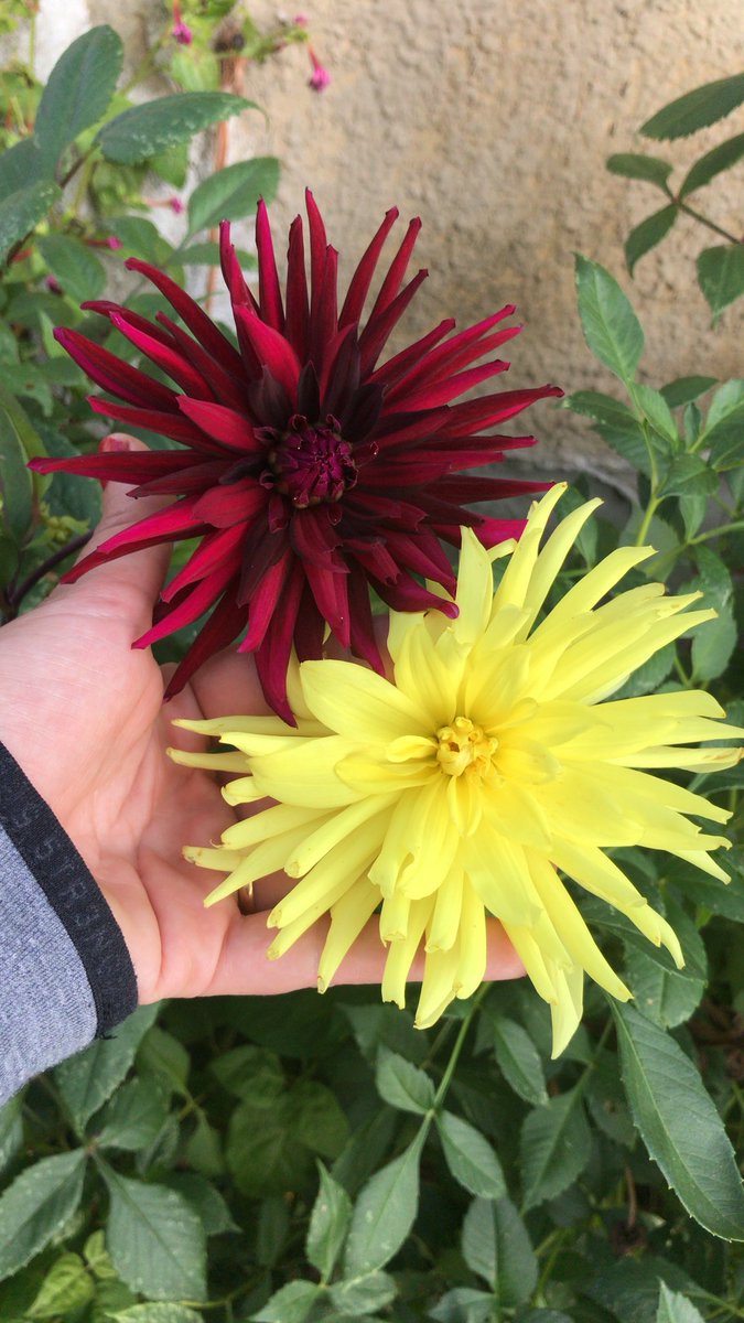 delvallecrespo's tweet photo. Siempre hay flores para aquellos que quieren verlas. https://t.co/j4lo5KKgWP