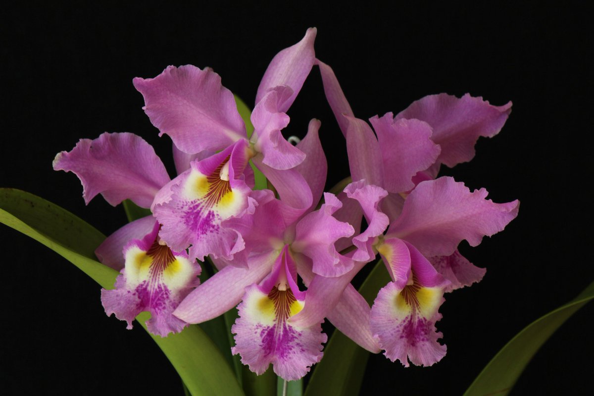 Starting the new week with this #beautiful Cattleya warszewiczii. #flowers #cattleya #orchid