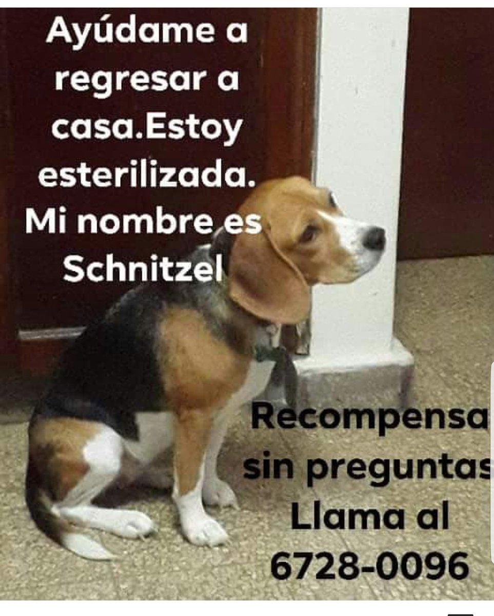 Dorita0415's tweet photo. #SOS,#PANAMÁ
PERRITA ROBADA. COMPARTELO POR FAVOR.
¡GRACIAS!,@quinnannette
,@PatasyPies ,@tvnnoticias ,@quinnannette ,@PanamaAmerica ,@TReporta ,@DiaaDiaPa ,@DavisZone,@Informapty507 @Rolysterling,@prensacom ,@trendinaliaPA ,@TuCaraMSuena ,#perritarobada https://t.co/DuTxdJlA4l