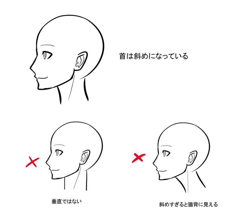 ichiup_net's tweet photo. 頭の幅：首の幅は2：1が標準的💡

https://t.co/0NEOaFhFye  
#絵が上手くなる記事はコレ https://t.co/ObwnxBeuOp https://t.co/2EXpmSNdIz