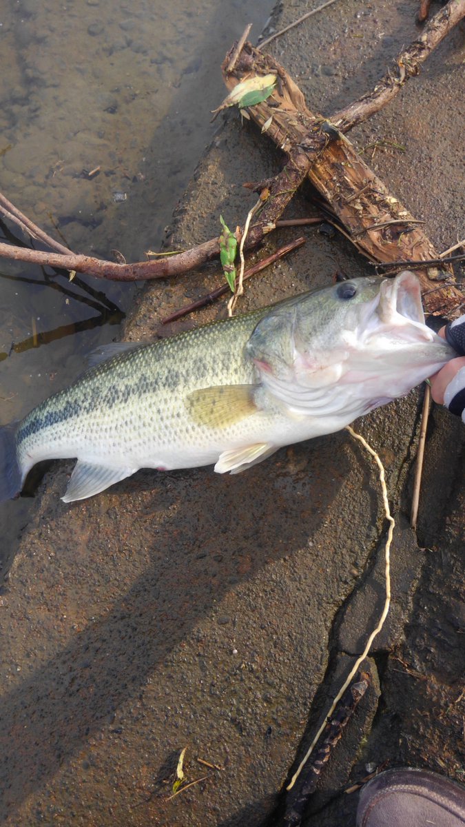 すみっこバス釣り人 Smtc1102 Twitter