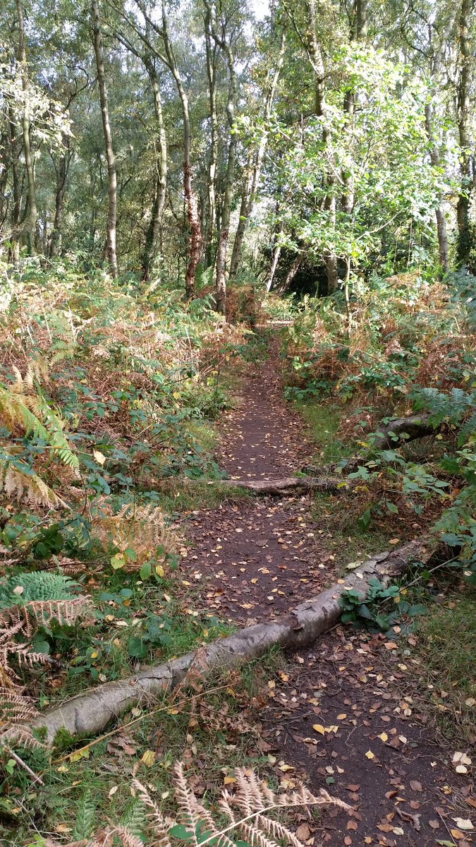 Merseyside_NTV's tweet photo. Continuing the footpath work @NTWirral. Making good progress today. #volunteering #autumn https://t.co/rgJFG5cLrI