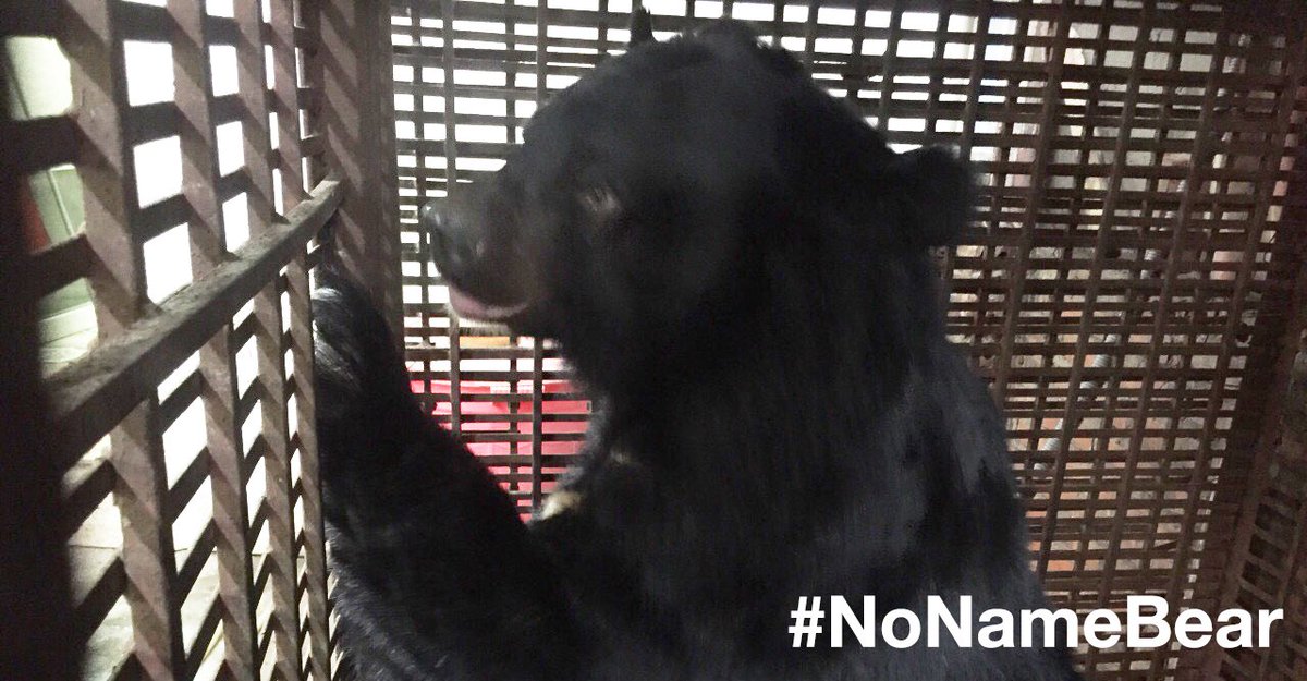 AnimalsAsia's tweet photo. #NoNameBear needs your help! She’s been in this disgusting cage for 16 lonely years. With an urgent gift, you could help save (and name) #NoNameBear. Pls, send help >> https://t.co/MoTaUs1owU https://t.co/llQNK49lXr