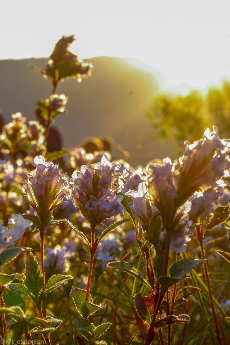 richierich981's tweet photo. Neela kurinji
.
நீல குறிஞ்சி
.
The flower that blossoms only once in 12 years.
.
#kurinji #kurinjiflower #bluehills #flowers #flowerstagram #SoCoimbatore #yourshot_india #click_and_tag #indiaclicks #whenengineerclicks #photographers_of_coimbatore  #indianphotography #r7t_canonism https://t.co/wUr8FOqEvn