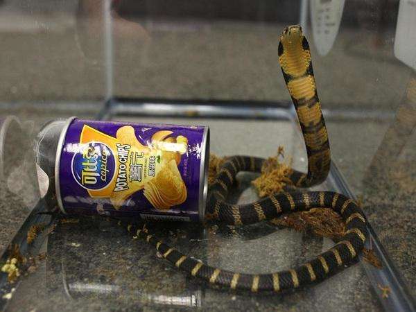 vikatan's tweet photo. ஒரே கடி... 6 மணி நேரம்... விரியன்களின் திகீர் கதை!
#KraitSnake #CommonKrait

https://t.co/WKpEVpD6MU https://t.co/VqhIKbNq0g
