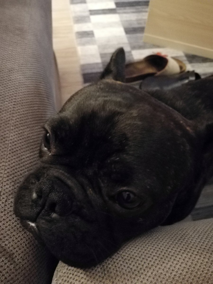 tovoloc's tweet photo. Pomazite ovo siroče ako ruku imate...
#Frenchie #Bleki traži pažnju https://t.co/htaRMqd4J9