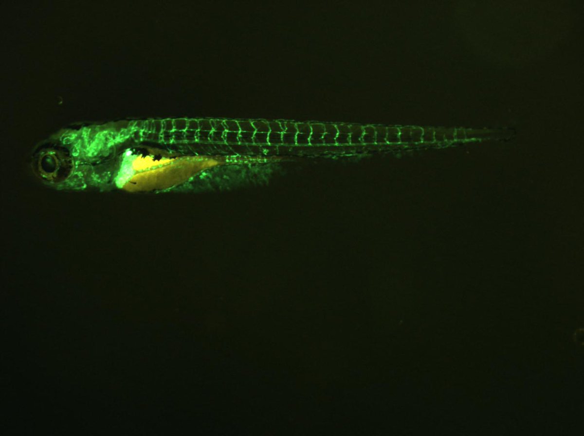koichi_kawakami's tweet photo. Dr. Shimomura, who received 2008 Nobel prize in Chemistry for the discovery of GFP, has sadly passed away. His discovery will illuminate our science forever.

Images of transgenic zebrafish that express GFP in blood vessels, liver and lens, muscles, and CNS and intestine. https://t.co/H8iYfeiOJw