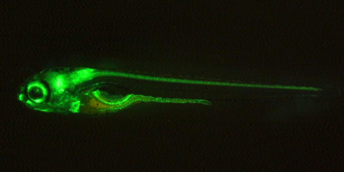 Dr. Shimomura, who received 2008 Nobel prize in Chemistry for the discovery of GFP, has sadly passed away. His discovery will illuminate our science forever.

Images of transgenic zebrafish that express GFP in blood vessels, liver and lens, muscles, and CNS and intestine.