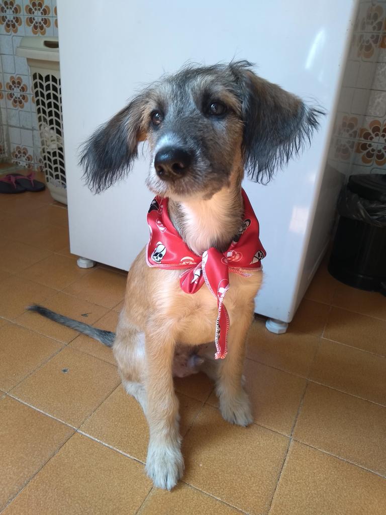 Cute_and_Food's tweet photo. "This little boy is only 5 months old and has survived parvo and lived in the streets. He's a fighter" via #dogpictures Subreddit - Courtesy of azarath_mondler https://t.co/i5VOKmqkDf