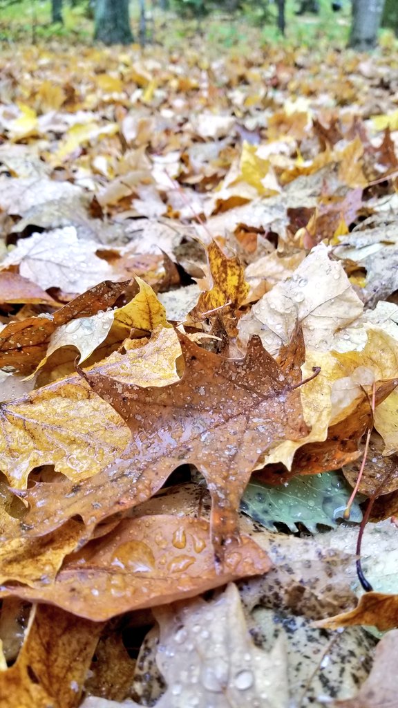 DCTrolley's tweet photo. It's the perfect day to view Fall colors! Join us on a Narrated Scenic Tour today at 11:00am, 1:00pm or 3:00pm. #doorcounty #Fall #nature #trolleytime #dingding https://t.co/hzOUn5gwRp