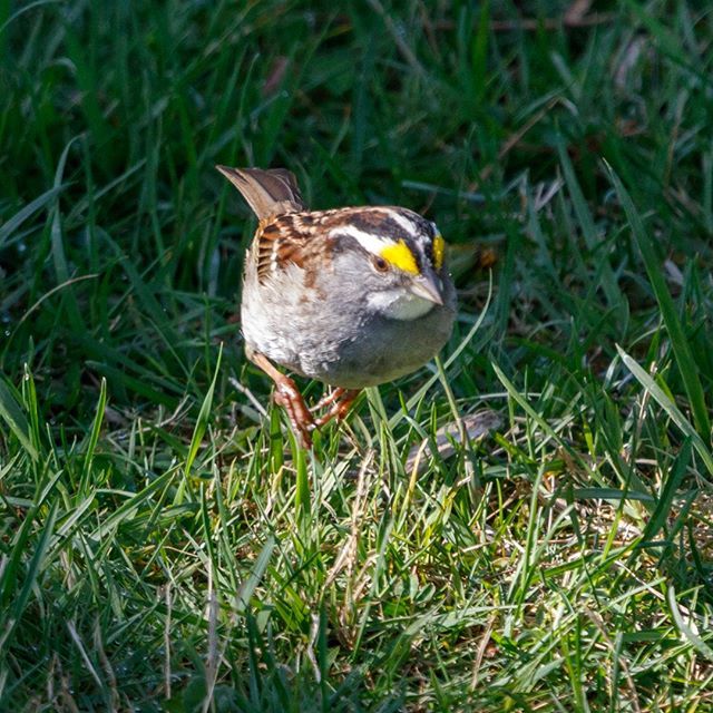 Butterflees's tweet photo. A White-throated Sparrow hopping in the grass.
.
.
.
#animalvegetablemineral #whitethroatedsparrow #whitethroated #sparrow #sparrows #bird #birds #hopping #hop #grass #eye #streaks #happy #yellow #white #birding #birdwatching #grass #sunkissed https://t.co/1KAEAMIJY0 https://t.co/7e0r4ZCK6f