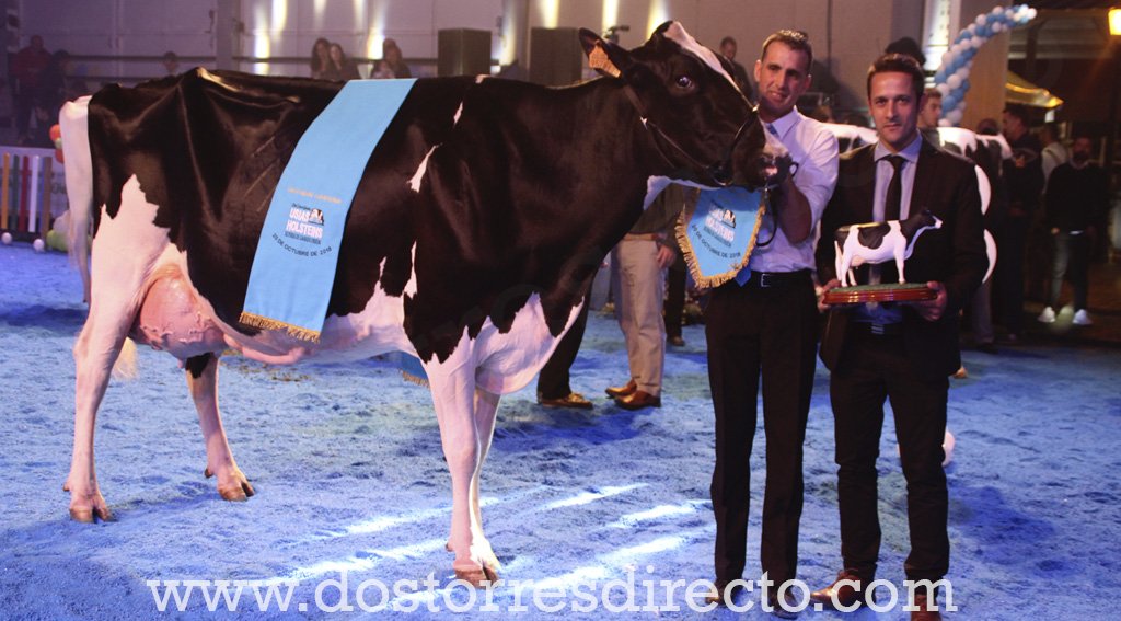 DTDirecto's tweet photo. Atalayuela Kampman Reinalda se proclama Vaca Gran Campeona del XI Usías Holsteins https://t.co/D7ZciyziIy https://t.co/RCXjDTpDfm