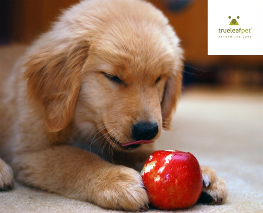 trueleafpet's tweet photo. #NationalAppleDay !
Are apples good for your dog?
In moderation apples are not bad, they contain fiber and antioxidants. Just make sure to remove the seeds and the core.
#autumndog #falldogs #doggo https://t.co/I4k4d4rzfD