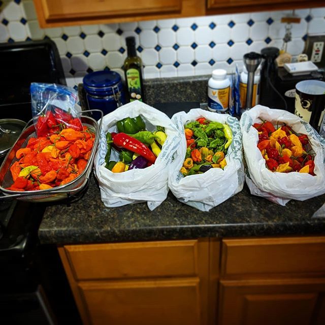 RVoodoo's tweet photo. Whew... Ok... Now what? #toomuch #peppers #ghostpepper #scorpionpepper #reaperpepper #chilis https://t.co/3LS7ELNW6U https://t.co/RT1NZ2LBac