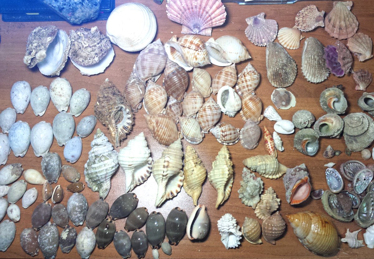 geocappiello's tweet photo. 🐚
Natural seashelles ..
@FemoraleShells @Nakayamouse0215 @Ny1DhdsAdkqiKn9 @chinmaayaa @shellsluna @Shell_Mamire @Geography_cone @UmiHaruwo #seashelles #conchology #シェルコレクション #conchiglie #coquilles #choncas #muscheln #bivalves #molluscs #collectionism #コレクション
🐚 https://t.co/lM14eiXYUU