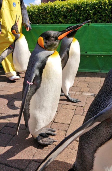 ペンギン可愛いのtwitterイラスト検索結果