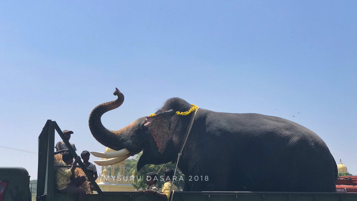 Ambaari Elephant Arjunabids adieu to Mysuru Palace ..
#mysurudasara2018