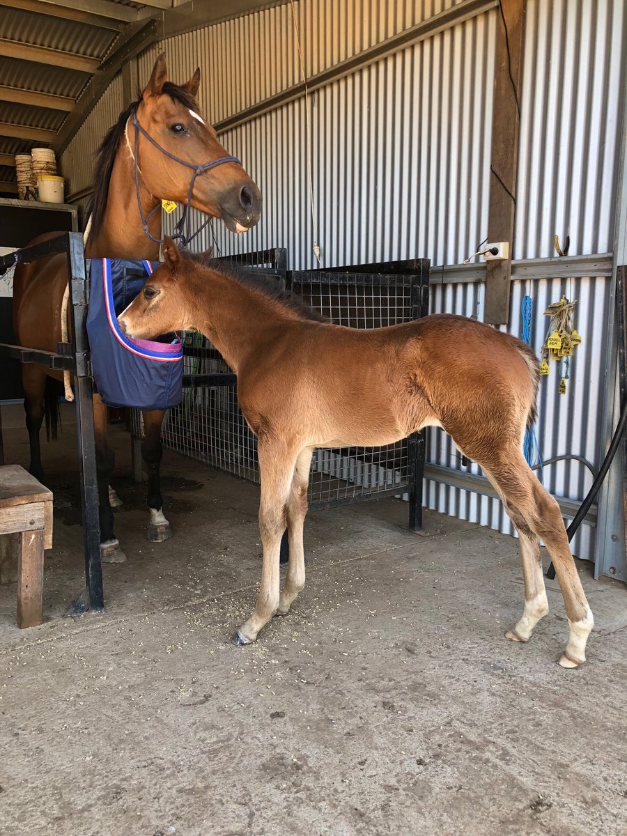 BelindaR1974's tweet photo. Visited Starzy & Maui today #waratahfarm #breedingseason #makinganotherone https://t.co/yeqJpVaZS4