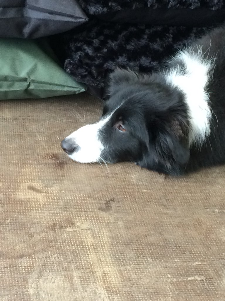 TilliTextiles's tweet photo. Why have they taken me from my bed this morning and brought me to a promotional market in this cold weather. I would rather be snuggled up in the warmth. #winteriscoming #dog #doggo #bordercollie #tillitextiles #yorkshire #cold #comfort #laidlikeaseal https://t.co/68ZWUFvsPB