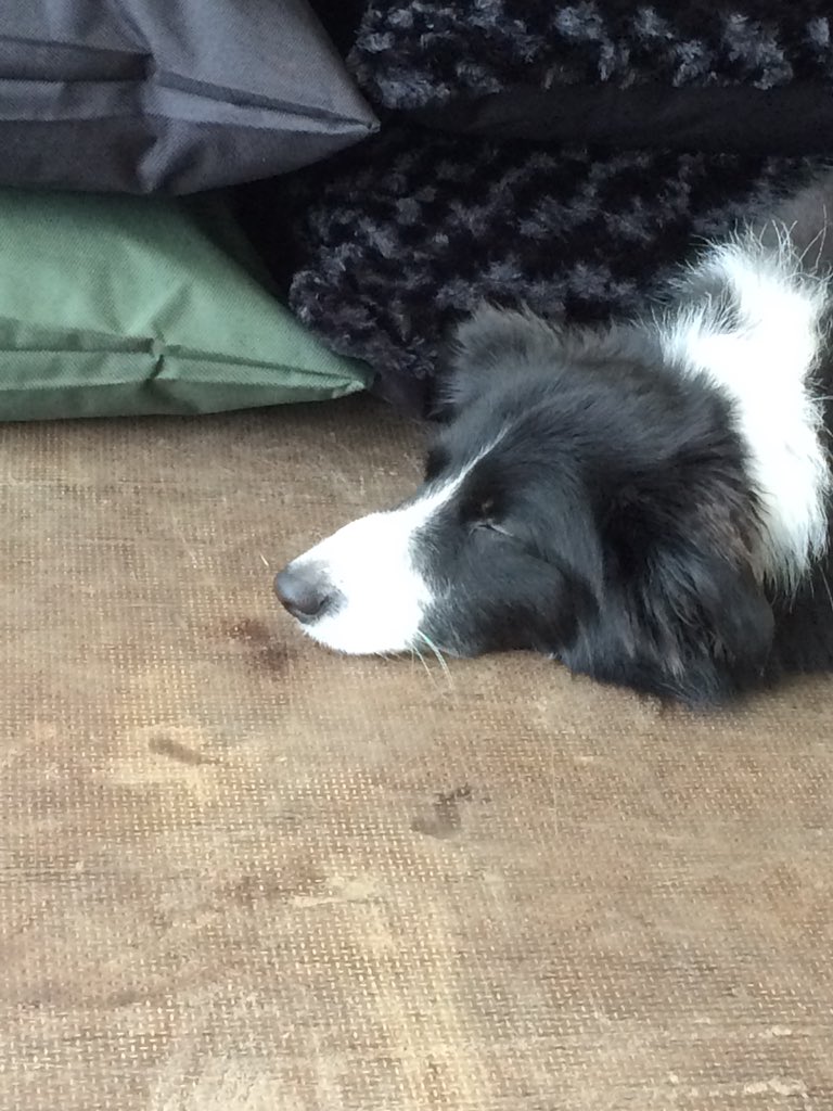 TilliTextiles's tweet photo. Why have they taken me from my bed this morning and brought me to a promotional market in this cold weather. I would rather be snuggled up in the warmth. #winteriscoming #dog #doggo #bordercollie #tillitextiles #yorkshire #cold #comfort #laidlikeaseal https://t.co/68ZWUFvsPB