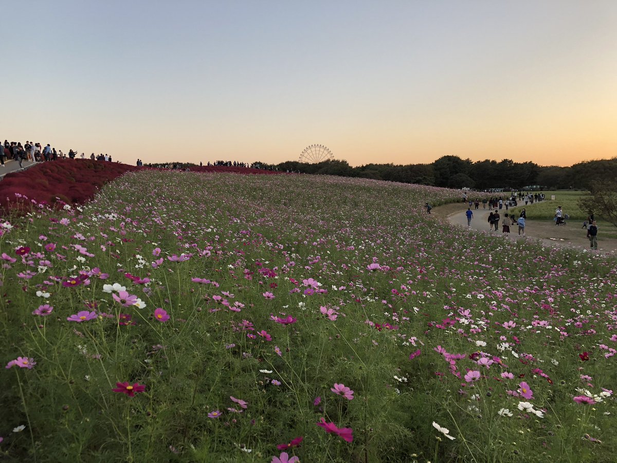 #イマハナ #国営ひたち海浜公園
#ひたちなか市 #茨城