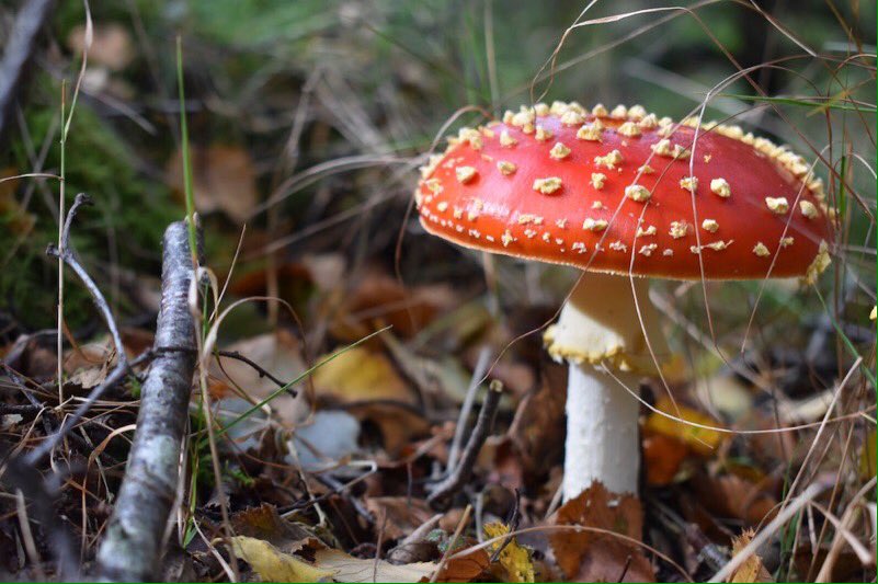 LGSpace's tweet image. A walk in the woods can reduce stress and increase wellbeing, and for kids can be fun and educational. We explore some of the wonderful sights and sounds to be discovered in woodlands in autumn:
bit.ly/2J7NWJe
#nature