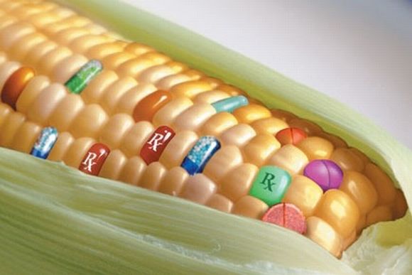 gram_positivo's tweet photo. Si hasta ahora estos alimentos no os han sorprendido, a ver... si os digo que podríamos vacunarnos al comer una lechuga? sin agujas, sin problemas de logística y cadenas de frío, sin personal sanitario... solo ingiriendo un alimento ¿no es alucinante? #microMOOCCA2 https://t.co/R6DQL40W0p