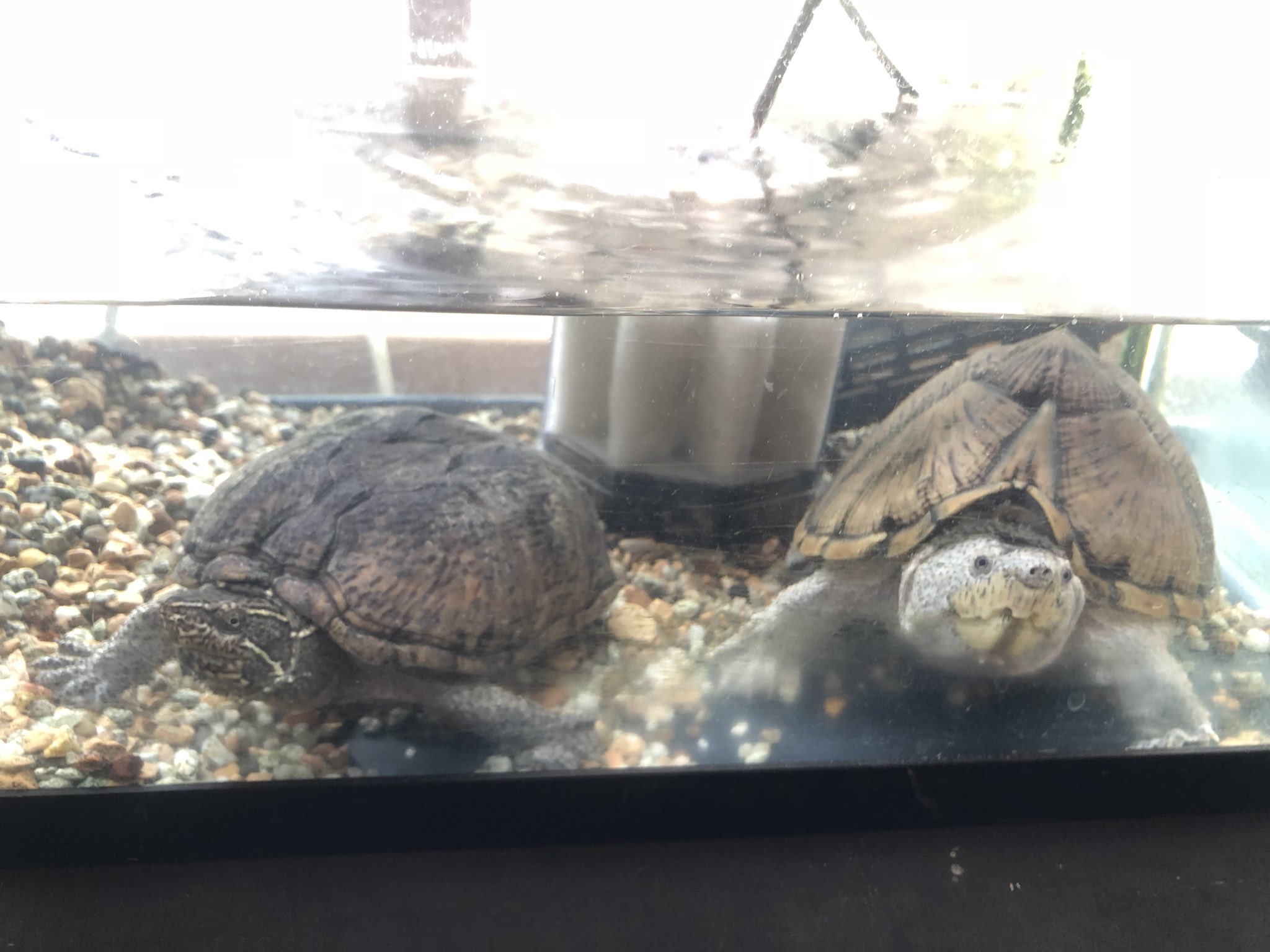 Masako 週末のカメ部屋 の掃除完了 水槽を洗って 水換えは ちょっと腰にくるわ 水槽カメ ミシシッピニオイガメ ミシシッピカブトニオイガメ カメの飼育 T Co 8lvhpzjye3 Twitter