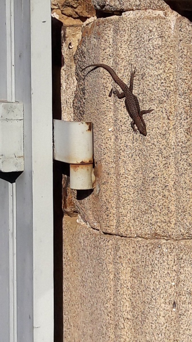 DBuddleia's tweet image. Finish this saying: A lizzard on the wall...

Finit ce proverbe : Un lézard dans le mur...

Maak dit gezegde af: Een hagedis op de muur...

#corrèze 🌞❤🌞