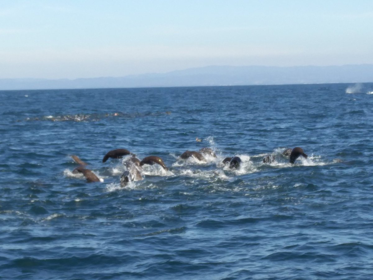 Vis_Leadership's tweet photo. These California Sea Lions hunting anchovies will be damaged by global warming. Think about the future, leaders think ahead and plan. https://t.co/KbmFCgLZh4